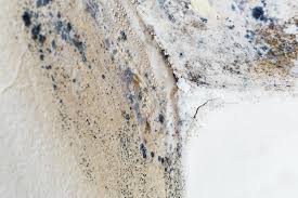 Best Black Mold Removal in Byers, CO